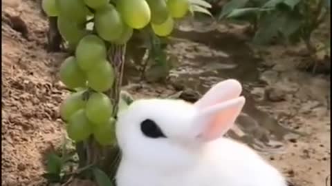 Cute Rabbit eating grapes so funny