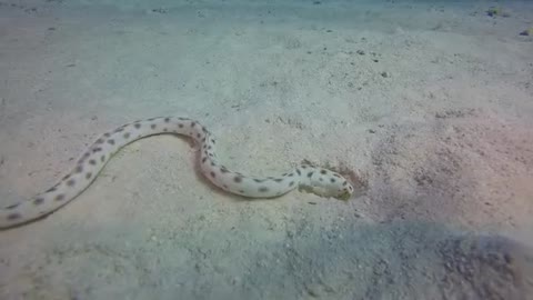 Snake roams underwater but a little cute