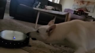 Brutus German Shepherd Dog vs iRobot Vacuum