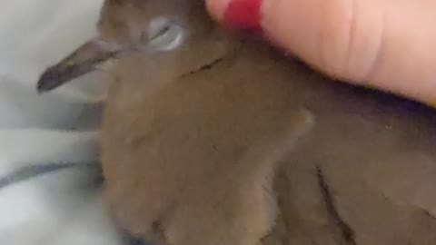 Petting little birb