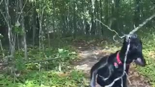 Black dog break tree limb and uses it as stick