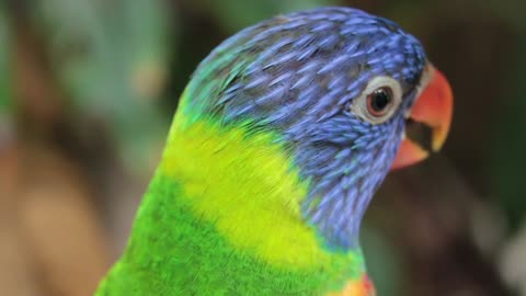 The best bird (Parrot)