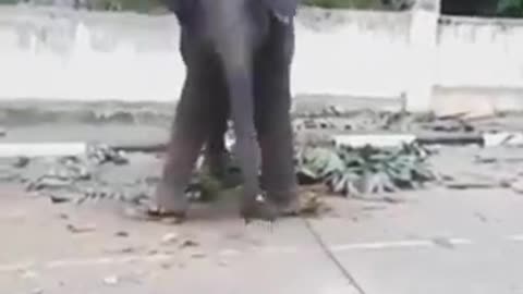 Dance of a baby elephant