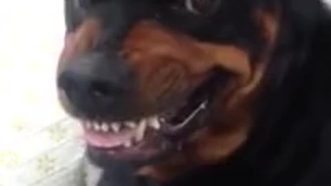 His Dad Asked Him To Show Him His Mean Face. Now Watch This Rottweiler’s Reaction…LOL!