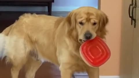 Funny dog video🐕🤣🤣🤣