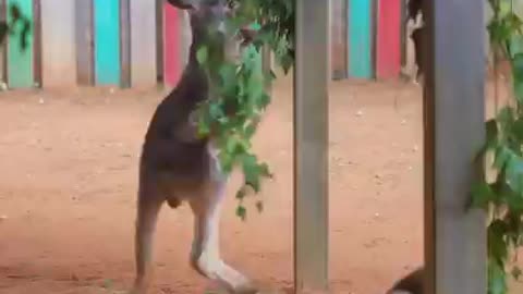 Baby kangaroos vs. Plants (the plants actually did better than you’d think 😂😂😂)