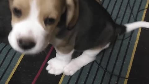 cute beagle puppy yawn