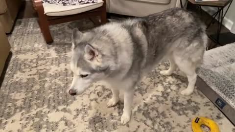 Stubborn Husky steals Shepherd's bone and refuses to let go