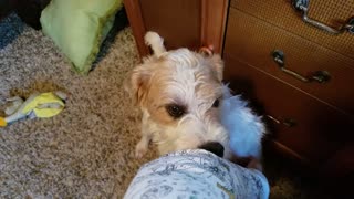 Weirdo dog hilarious nibbles on owner's leg