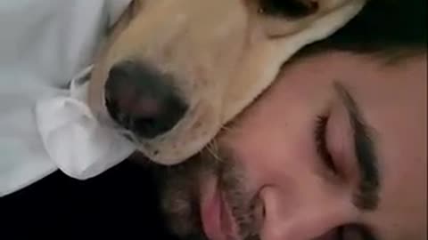 Labrador Dog Loves to Sleep on Dad's Shoulder - Cute Dog Video