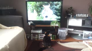 Cat Runs Away from Squirrel on Television