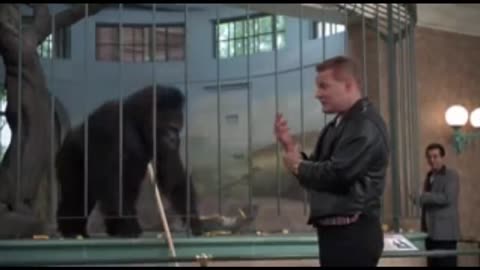 babies comidy,funny gorilla