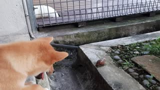 Little Shiba Inu makes a friend