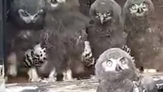 Baby owls happy when see me