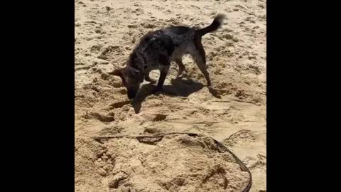 Doc and Dio the gym Dog playing on the beach 🐕🐕❤🥎❤❤✨