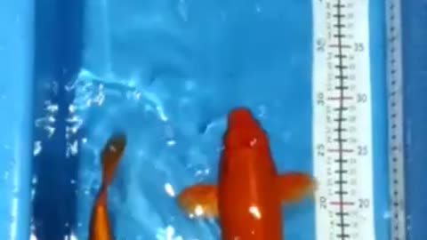 Koi fish