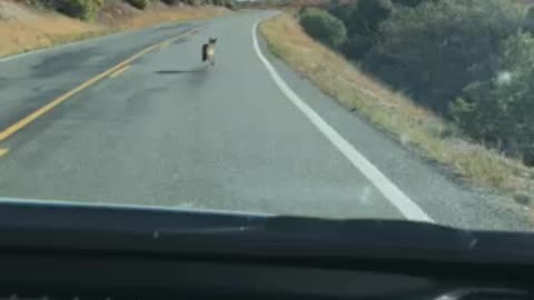 Colorado Coyote