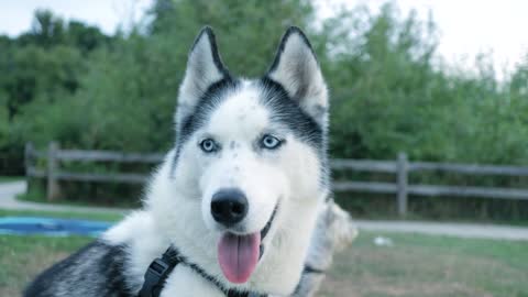 Husky dog viral video social media trend