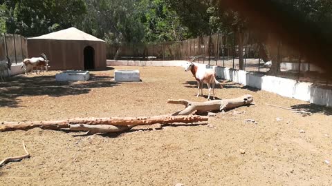 White & Brown Scimitar Oryx In Zoo