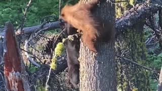 Bear Cubs Tussle Around the Tree Trunk