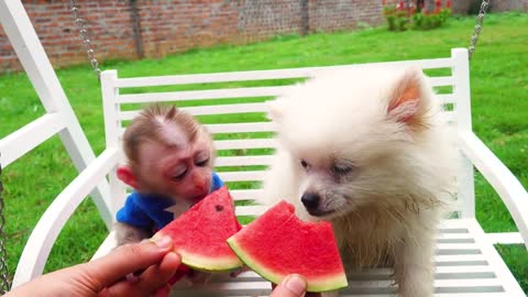 Satisfying video Cute Monkey animals - Zozo Monkey Playing With puppy in Balls Pit Show