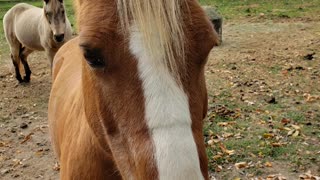 Friendly Horses 2