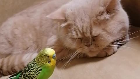 Кот и птица, милые животные #192