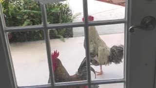 FREE roosters/stalkers