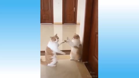 cat sees itself in the mirror for the first time