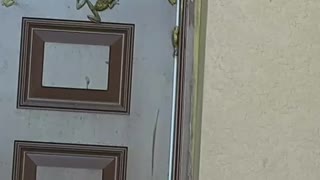 Frogs Gather on Florida Home