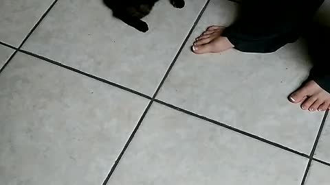 SLO MO KITTEN SOMERSAULT