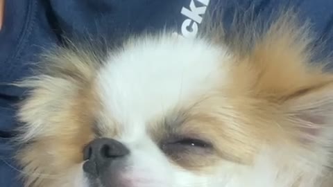 Puppy sleepy eating snacks(cuteness video)