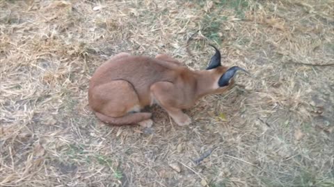 Braving A Lynx Or Caracal Called Lucius | Moholoholo South Africa