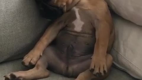 Dog falls down when asleep