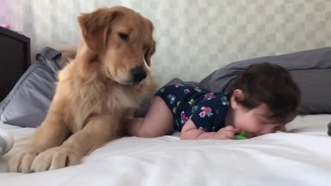 Golden Retriever Preciously Babysits Baby Girl