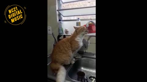 Funny Videos of Dogs, Cats and Other Animals - Yarn drinking water from the Kitchen Faucet