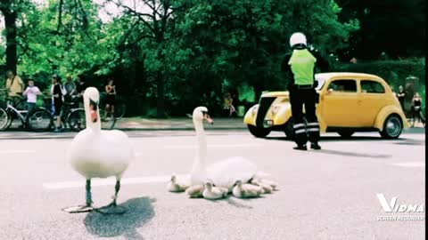 Papa Swan and his family walking on the avenue