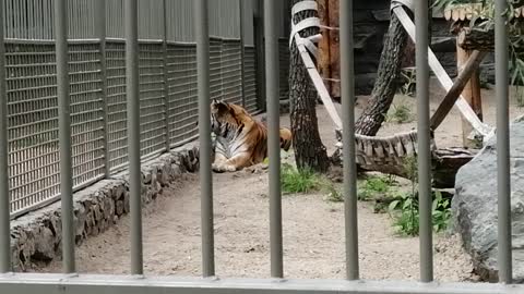 Beautiful tiger at the zoo.