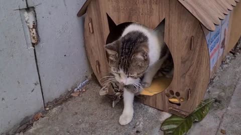 Poor Kittens are so scared because they are thrown out on the street