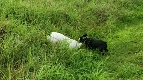 French Bulldogs hop around in tall grass like rabbits