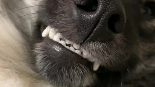 Puppy has love/hate relationship with nose scratches