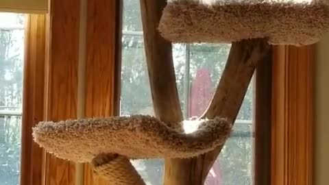 Sasha is so thrilled we brought his Cat tree inside from the gazebo!