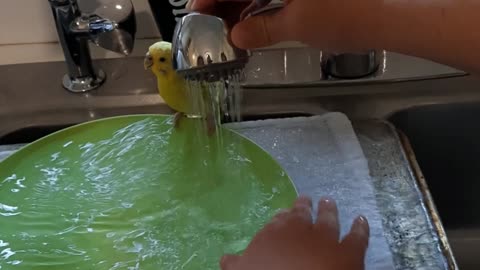 Kiwi takes a shower