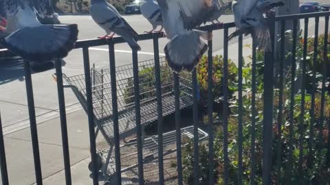 Feeding Pigeons.