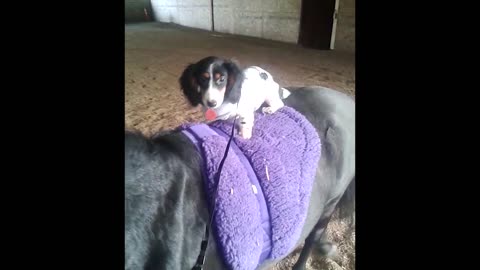 Tiny Dachshund Pup Rides On A Small Horse