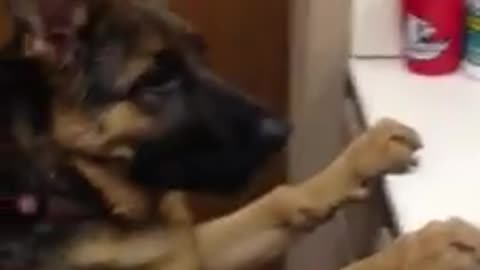 Dog sees self in mirror and hilariously freaks out