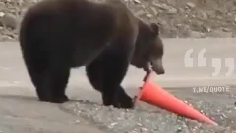 Bear fixes traffic cone!