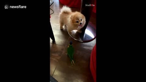 This pet dog and bird are hilariously cute 'frenemies'