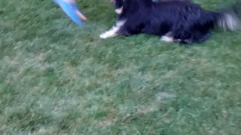 dog happy to play