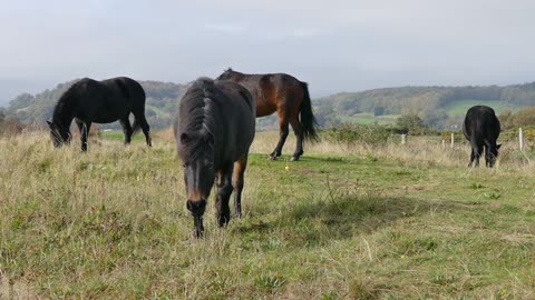 Beautiful horses eat grass